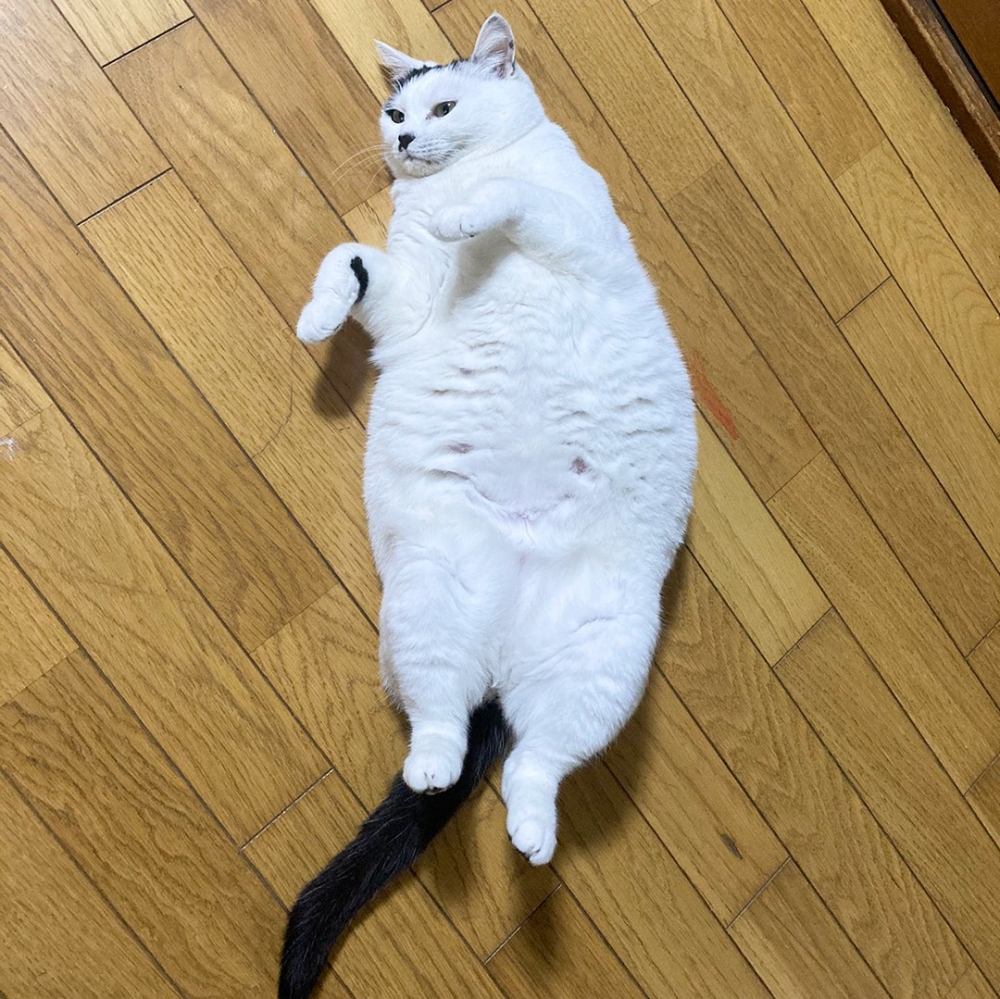 奴才：「在家走路要注意腳下！」