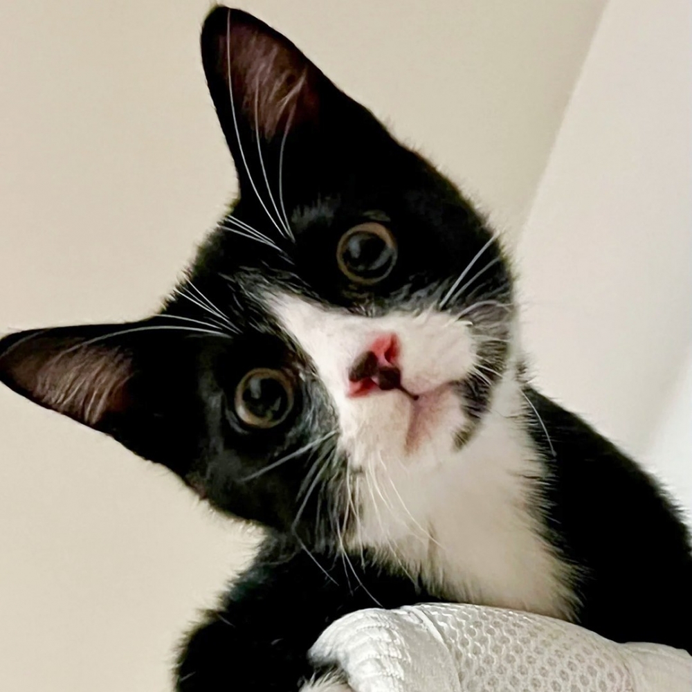 喵：「一覺醒來，朕火了～」