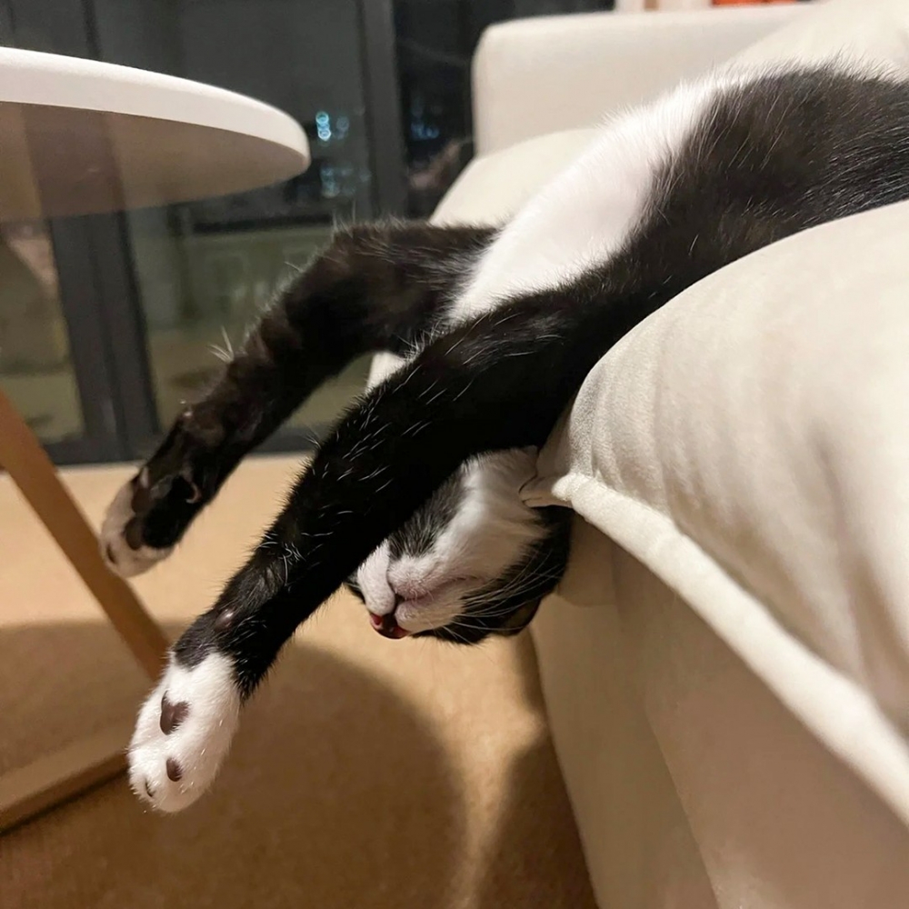 喵：「這樣睡可以放鬆頸椎～」