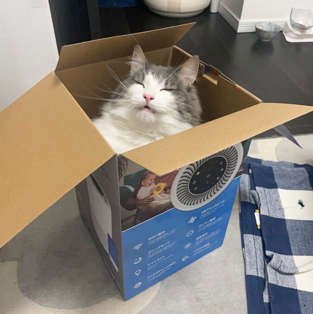 奴才：「好明顯的喵喵頭XD」