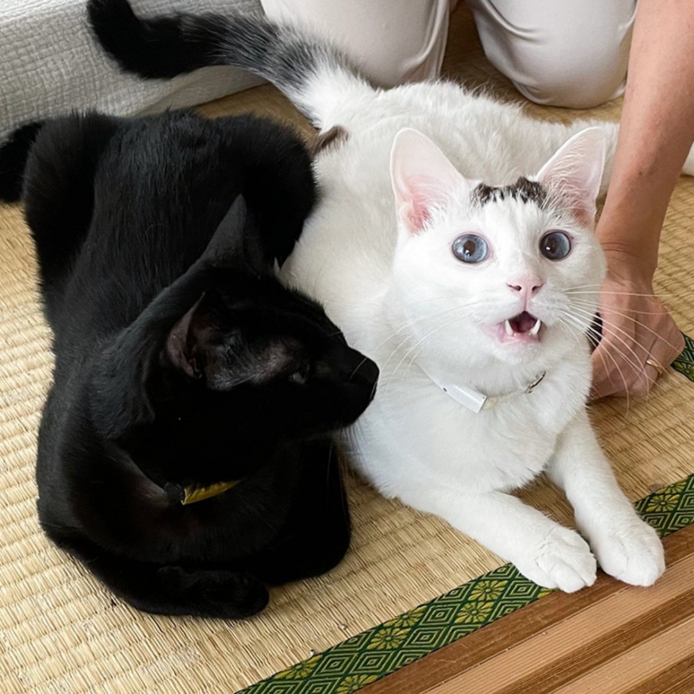 奴才：「眼神裡的拍屁屁慾望，太、太強列了」