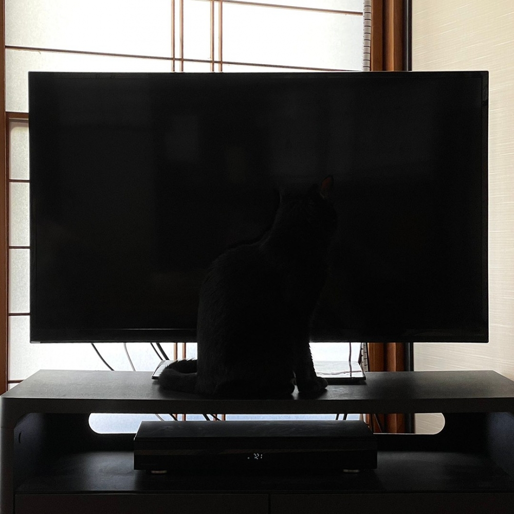 喵：「朕就靜靜地站在你面前」