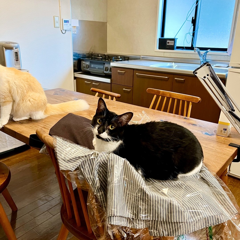 「喵喵頭」的相似度高達99%