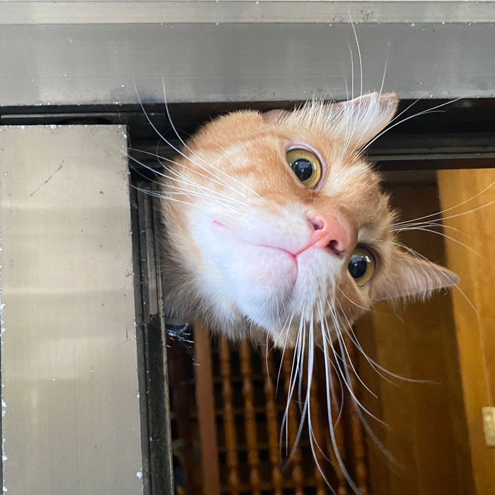 奴才：「身體還在～還在～」