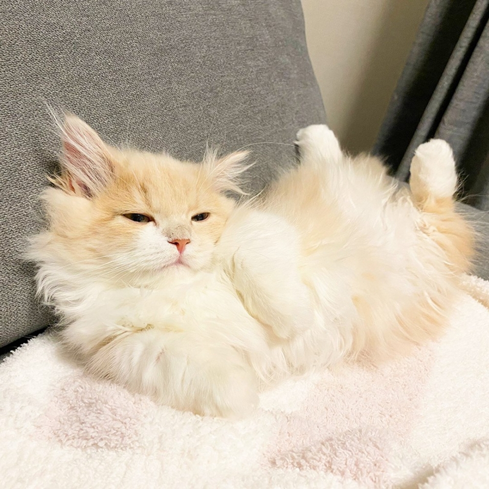 喵：「這個姿勢很舒服嘛～學會了！」