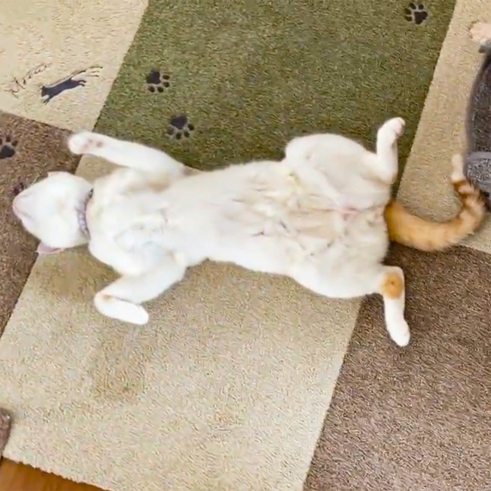 奴才：「哇！地上有東西！」