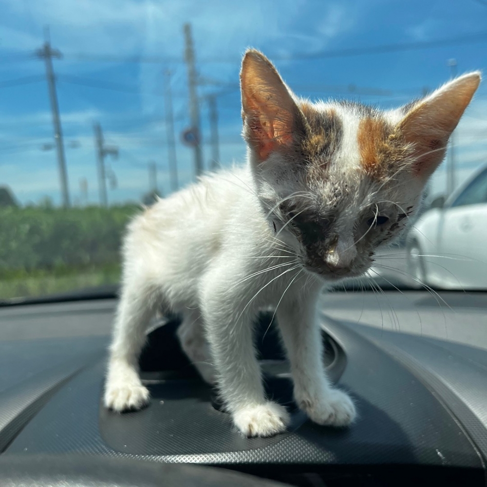 奴才：「看起來情況不是很好」