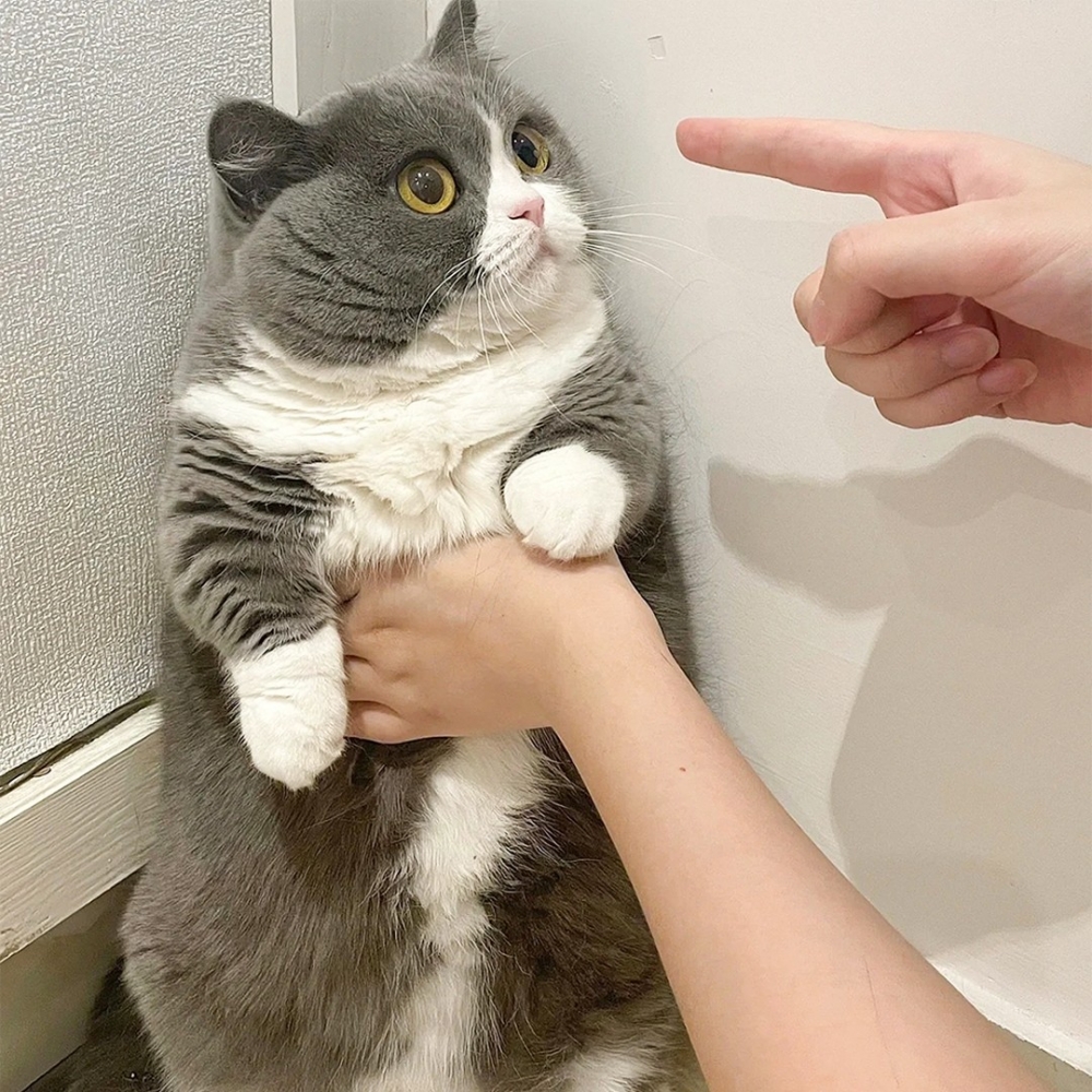 喵：「糟了！又被抓包了！」