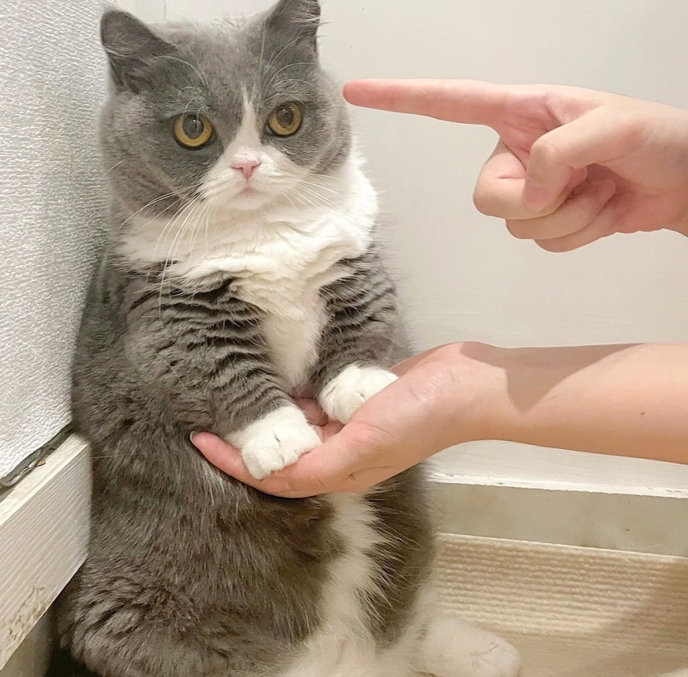 喵：「懂了！朕下次偷偷地翻～」