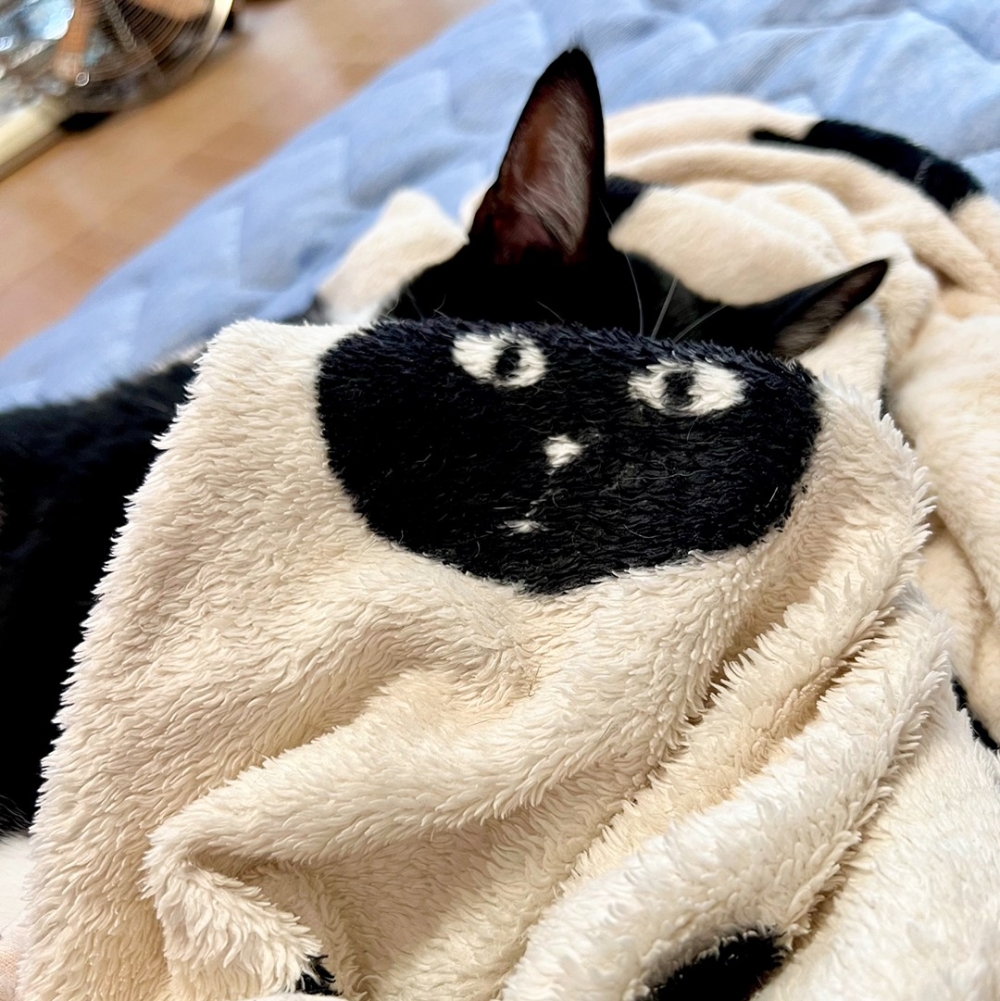 喵：「這個被褥太好用了～」