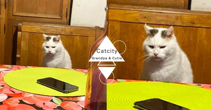 「阿公的貓」就是長輩！網友回老家手機放桌上，屋主貓咪皺眉訓話：桌子只放吃的