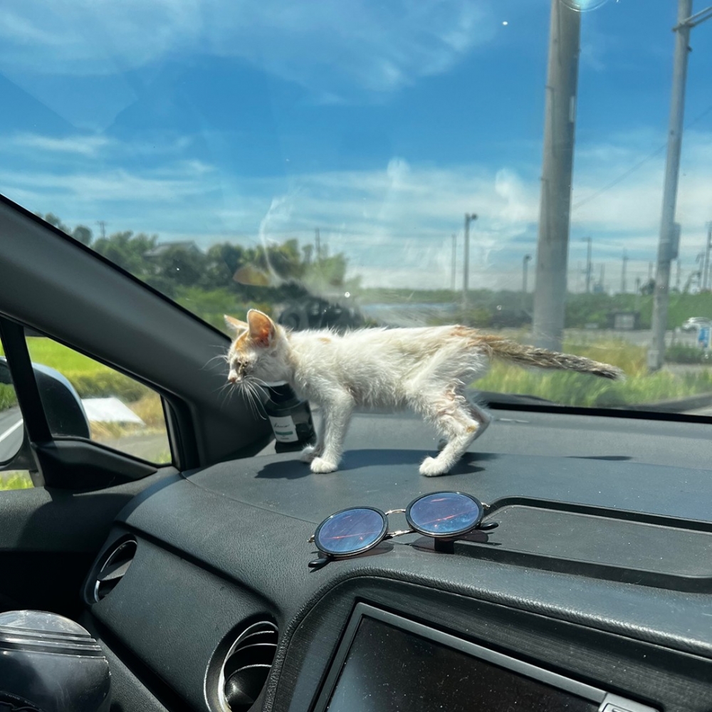 貓咪跑到車上來了