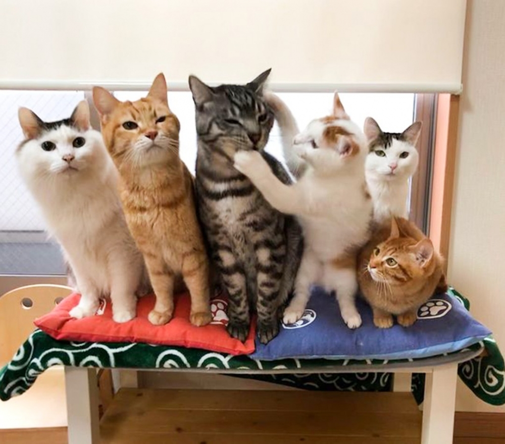 喵：「朕幫你喬一下臭臉～」