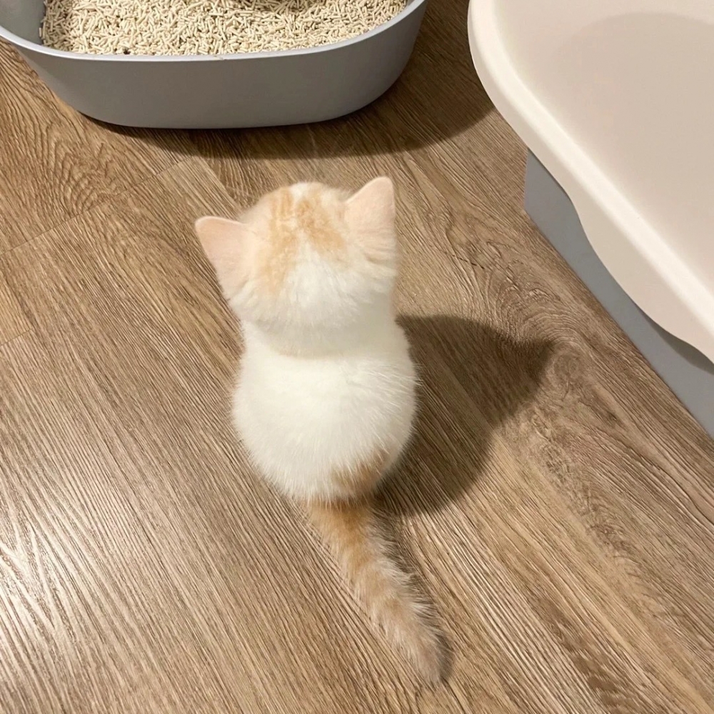 奴才：「小小一團的貓咪！好得意呀～」