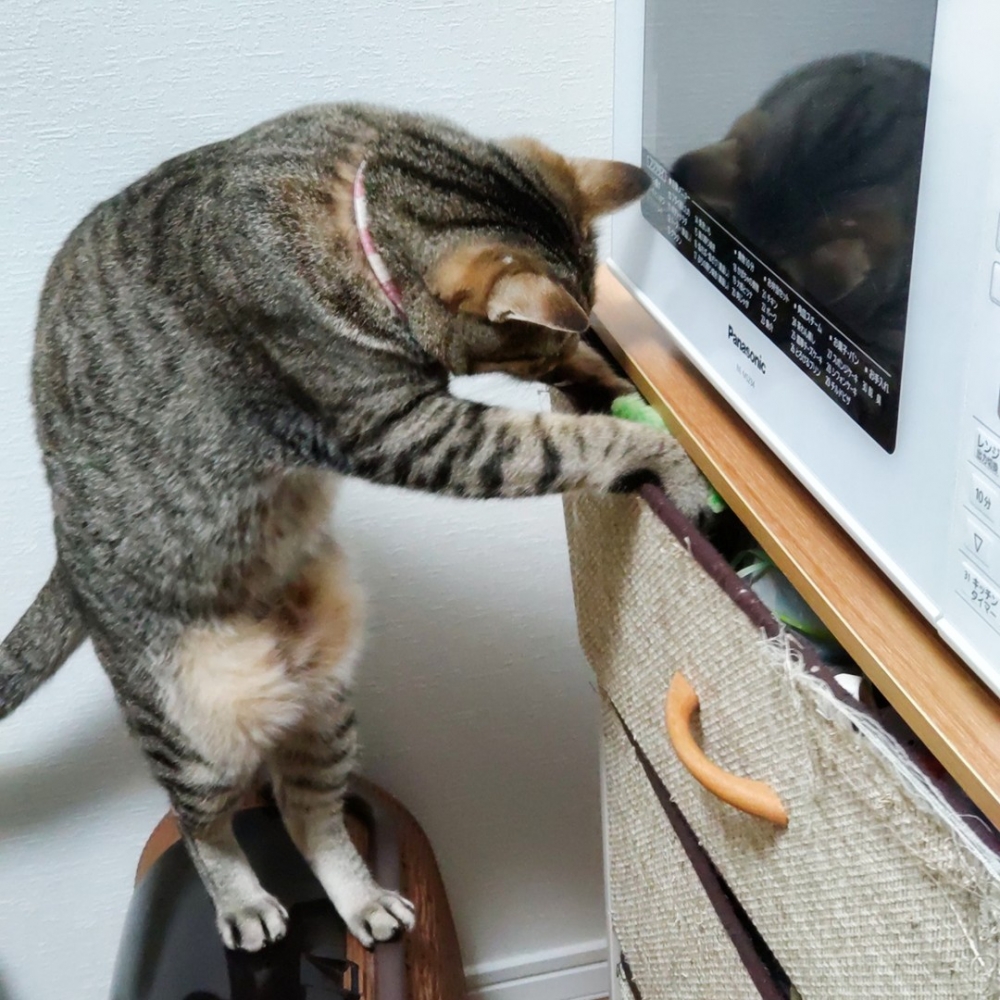 喵：「偷了這麼久都沒人發現，朕好厲害！」