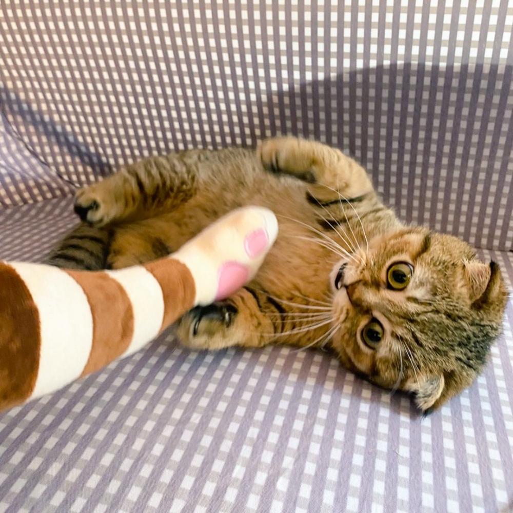 奴才：「我可太冤了QAQ」