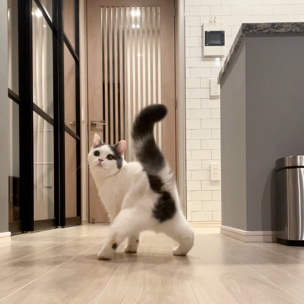 喵：「奴才，你丟了一團空氣？」