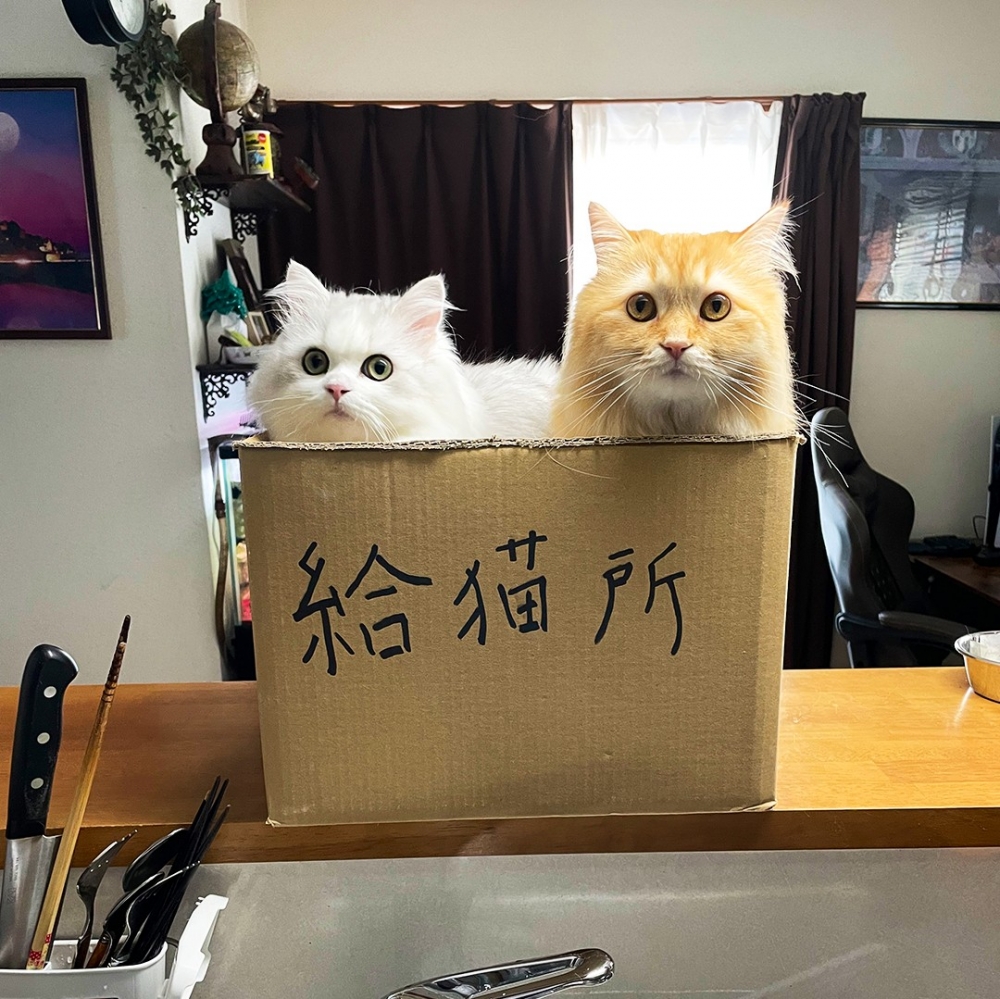 喵:「還是蹲箱子最舒服~」