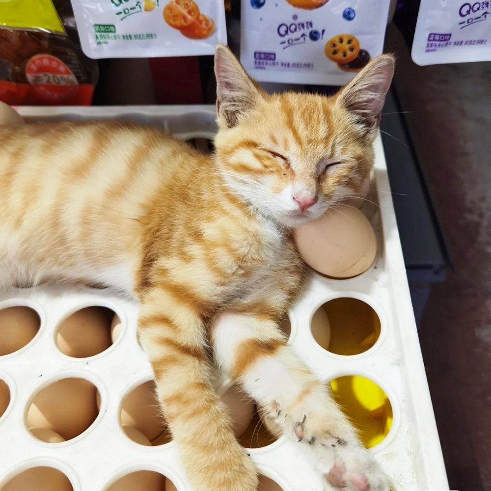 蛋：「好重···窩快要裂了QAQ」