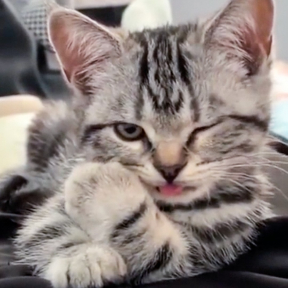 喵：「可惡！wink一下，朕帥了吧？！」