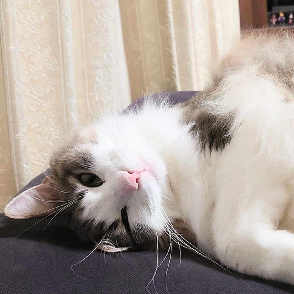 喵：「朕收兩隻腳還有兩隻，羨慕吧～」