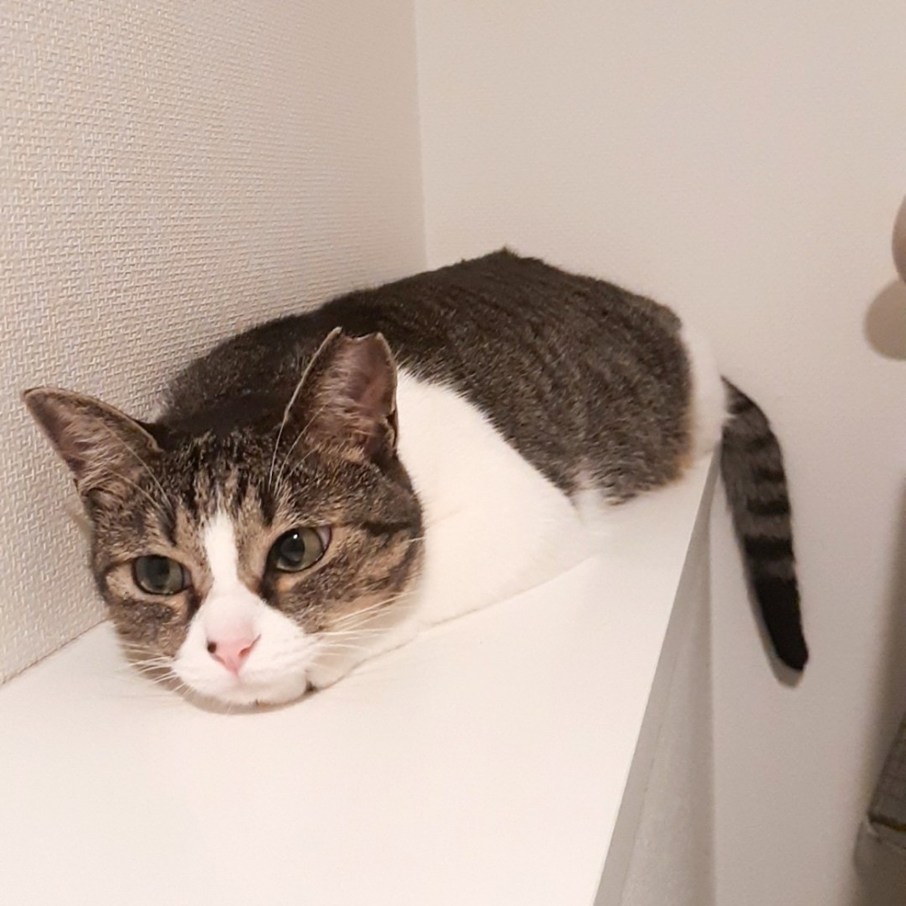 喵:「你總於出來了~」