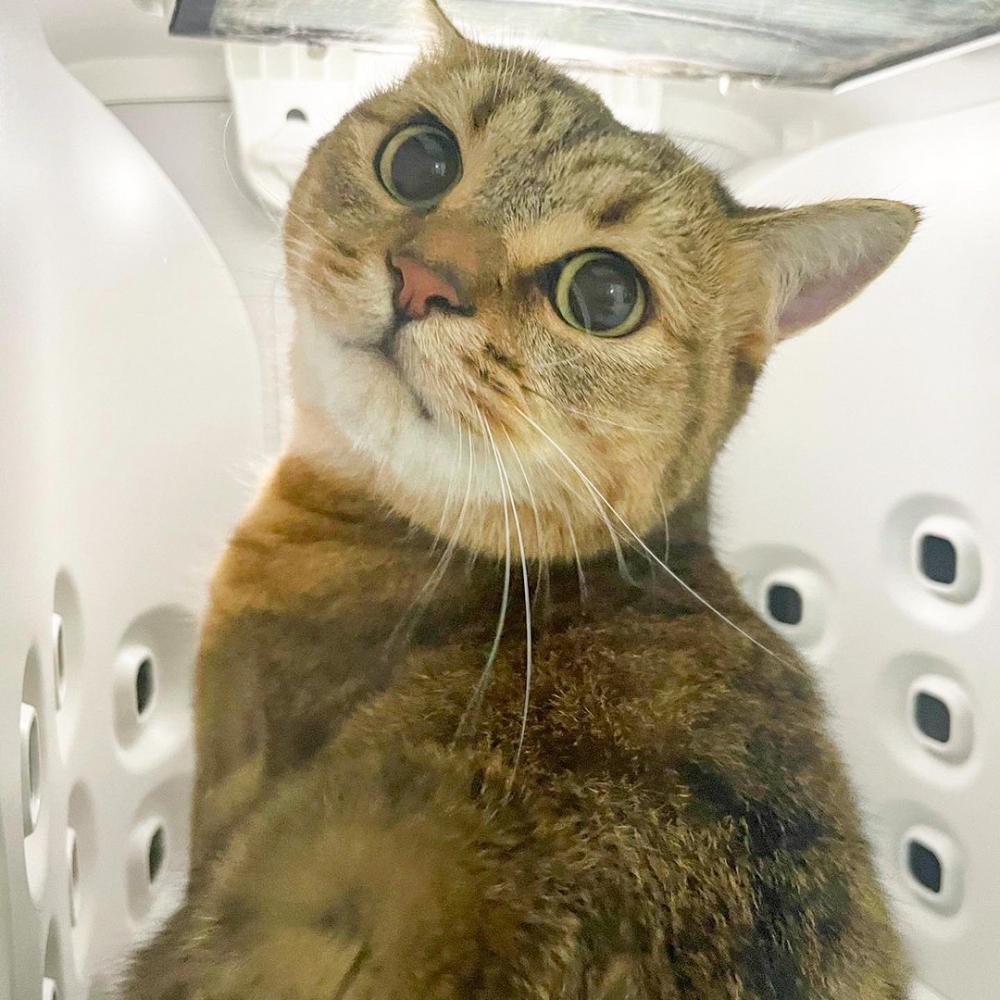 喵：「奴才欠朕的太多了，要不加水的罐罐補償！」