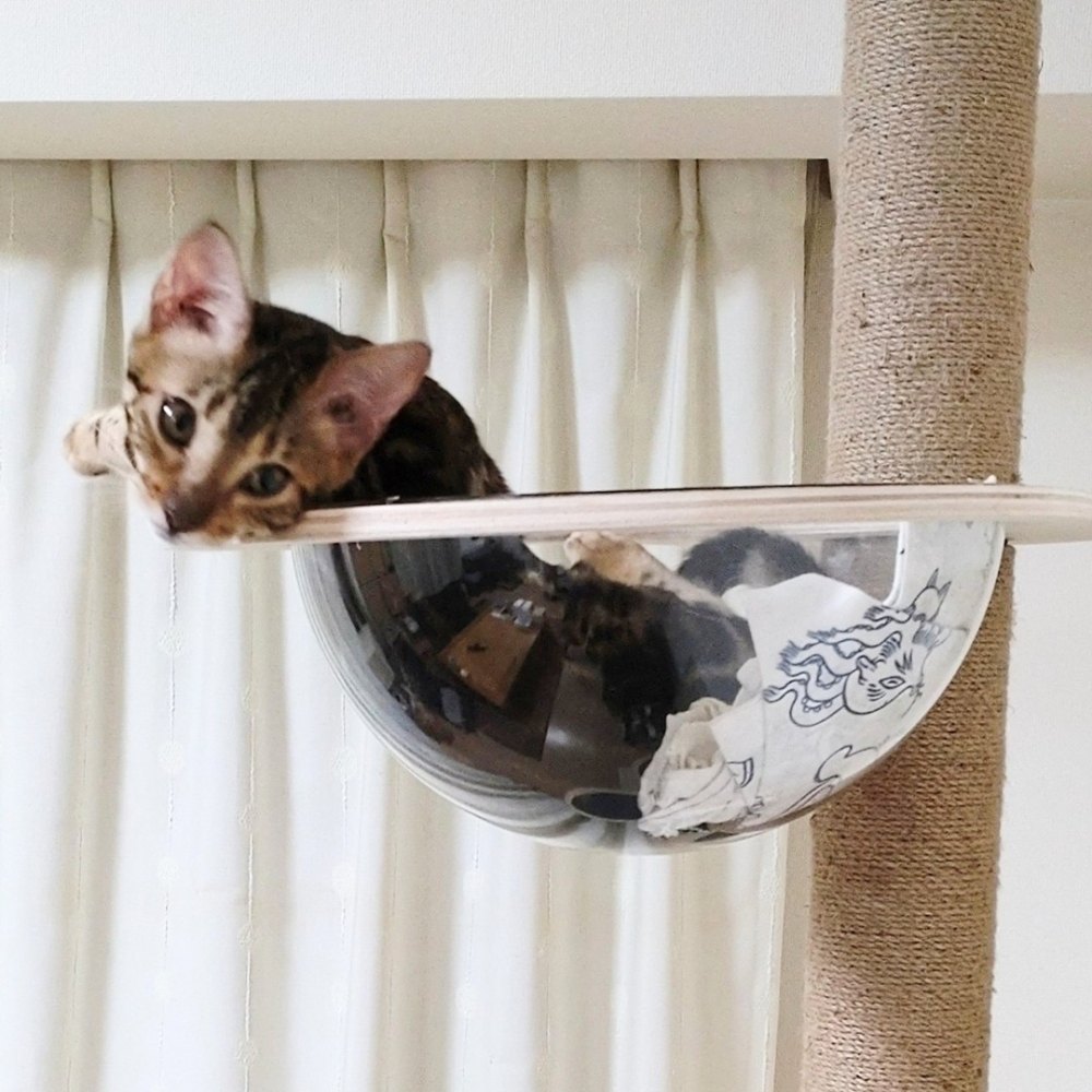 蛇喵：「僅出沒在太空罩裡喲」