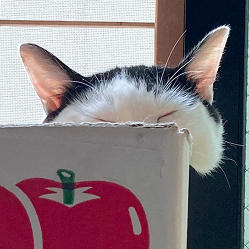 月牙彎形的「喵喵頭」get！