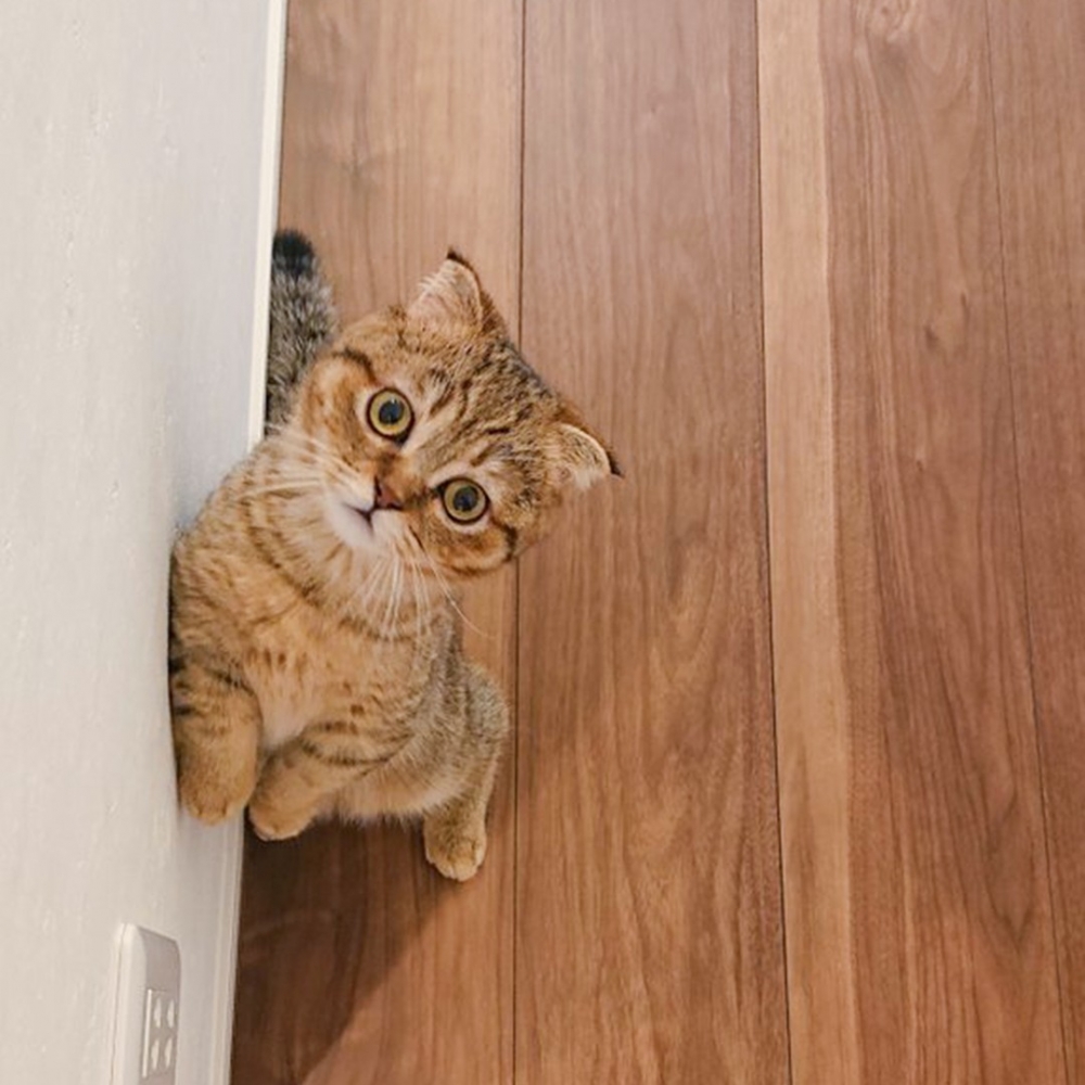 奴才:「你變回原狀了呀~」