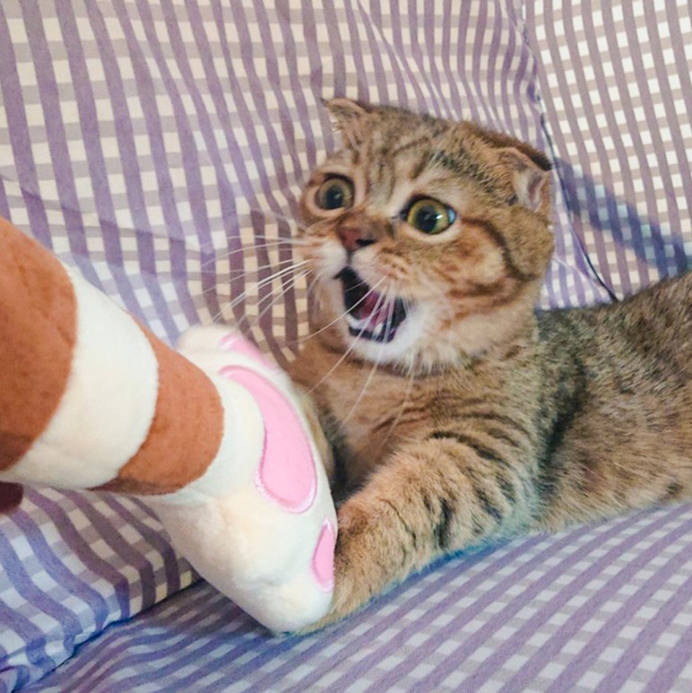 喵：「麻麻！這個世界好恐怖！」