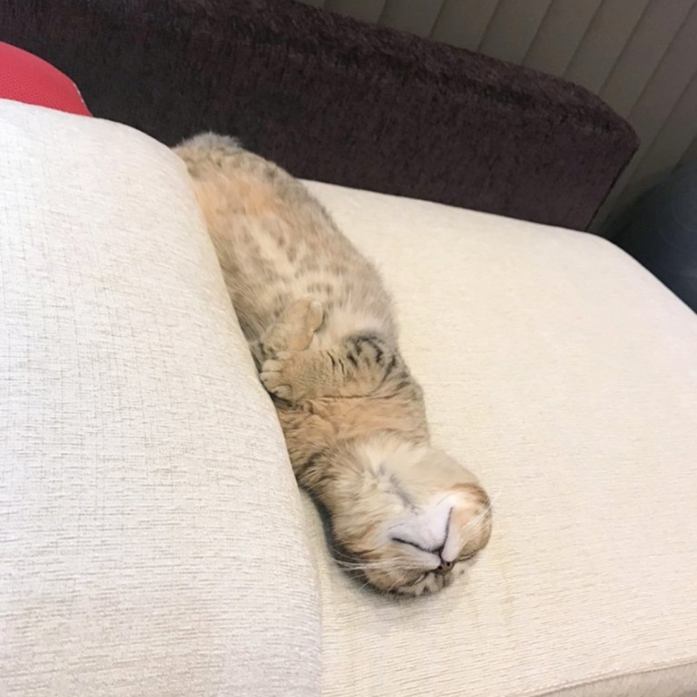 奴才:「這隻獺是我家的主子?」