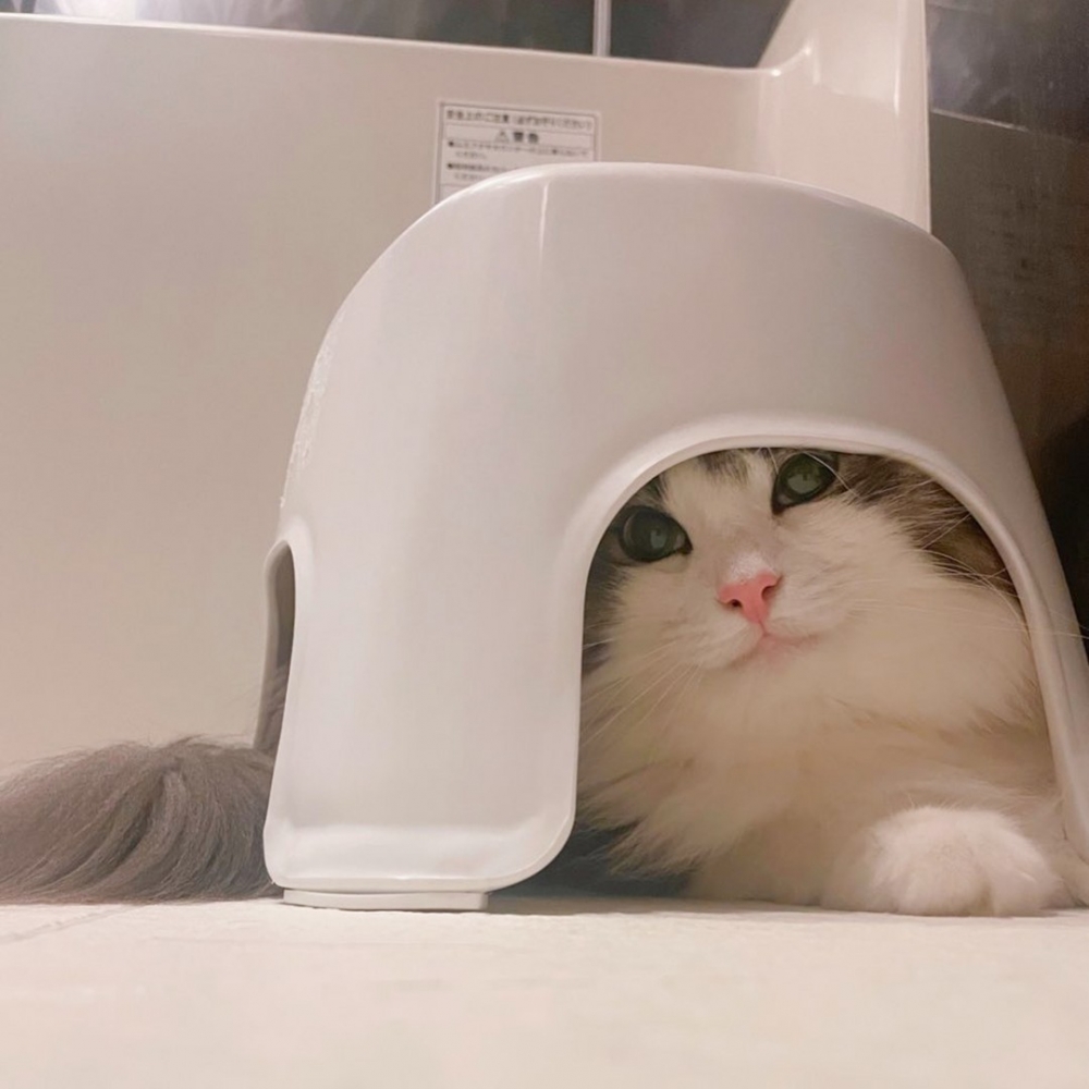 喵：「你怎麼會發現朕的秘密基地？！」