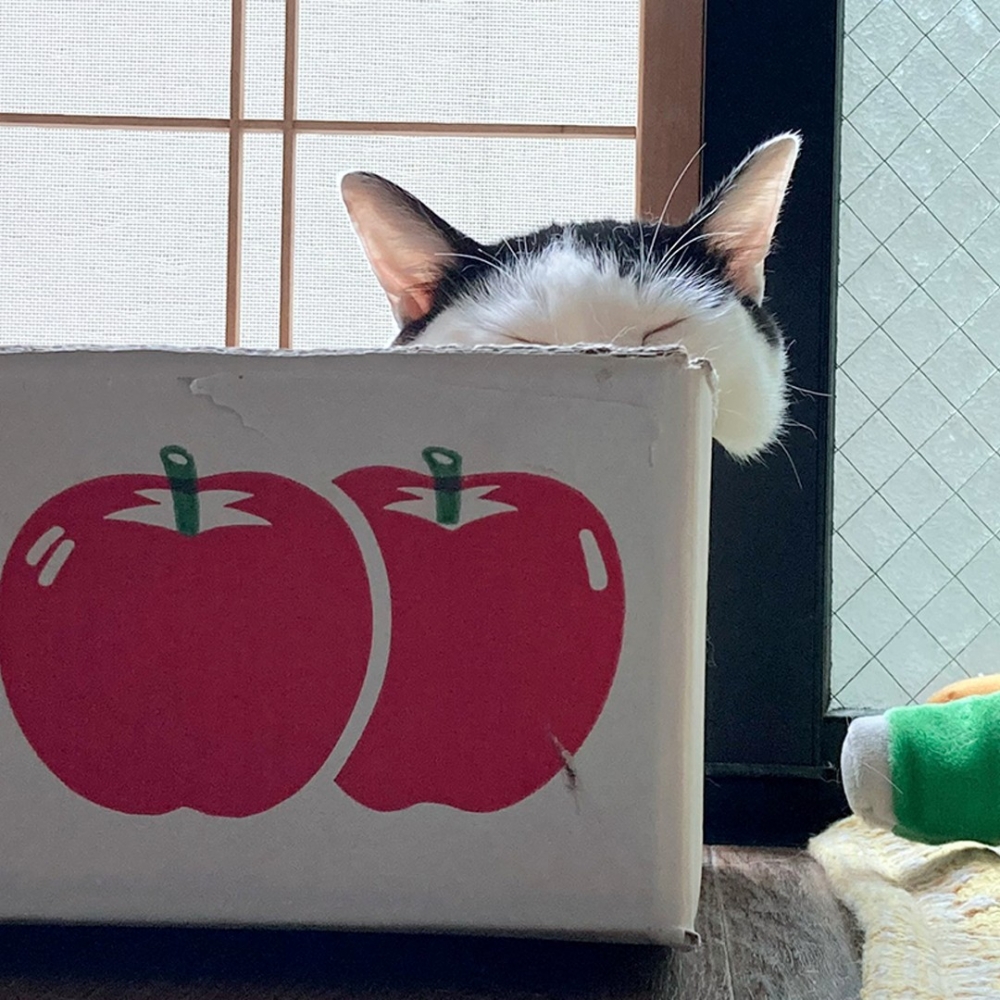 奴才：「主子的臉頰快要流下來了！」