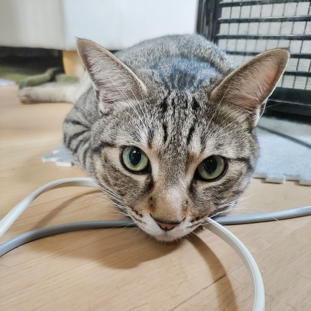 喵：「朕說是玩具動的手，你信嗎」