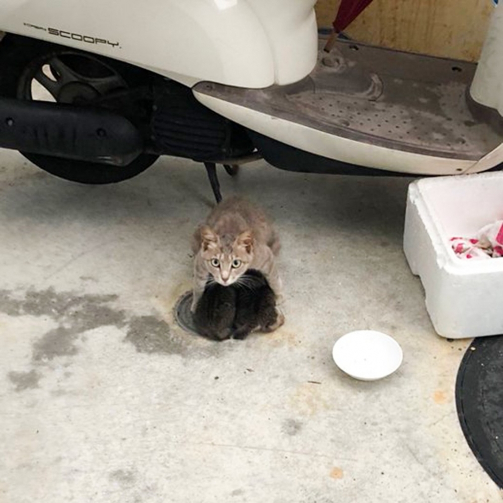 奴才在地下停車場的邂逅