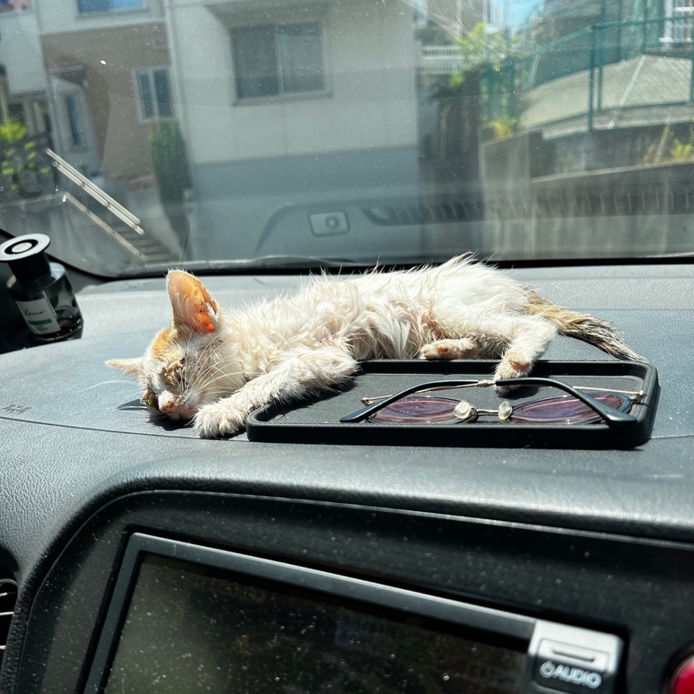 二話不說，彎道獸醫院！