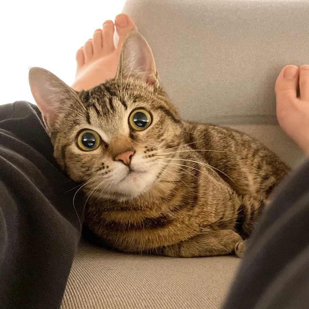 貓條：「我竟然是那個原罪？！」