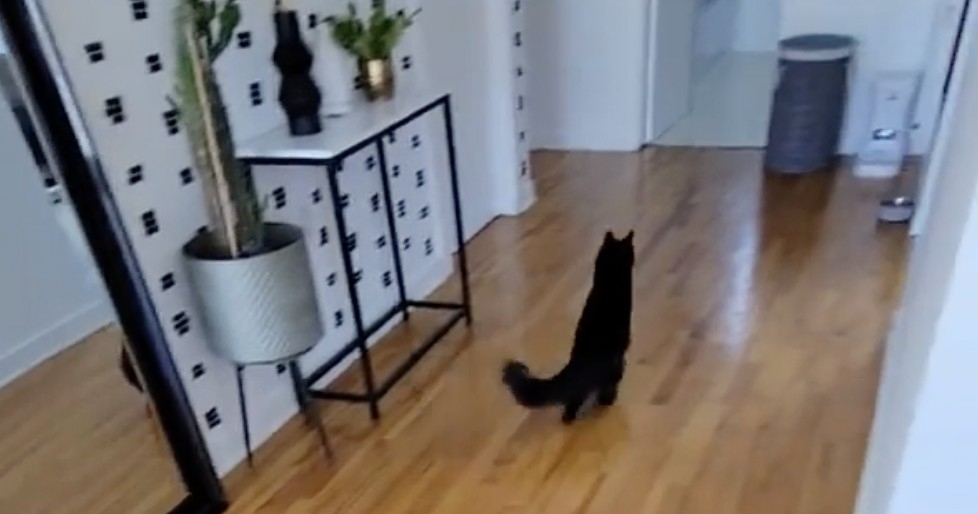 喵：朕這是潛意識反應啦