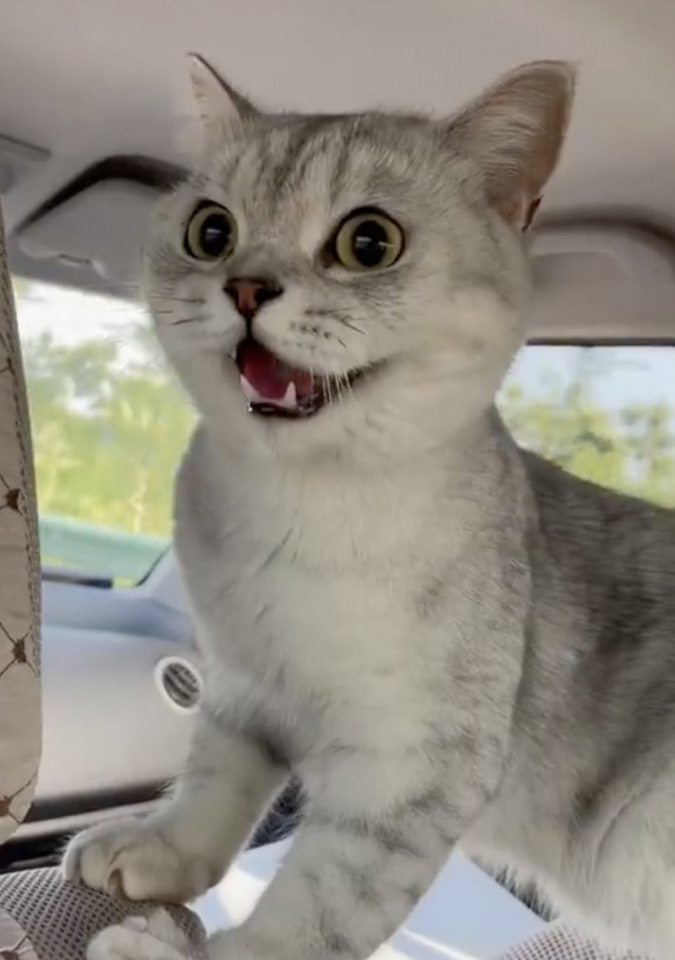 喵：太久沒坐車，朕暈車啦！