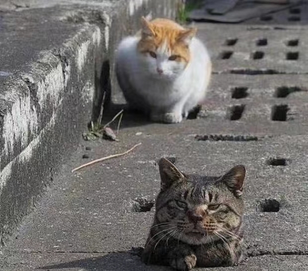 同伴喵：來了來了，不要慌～