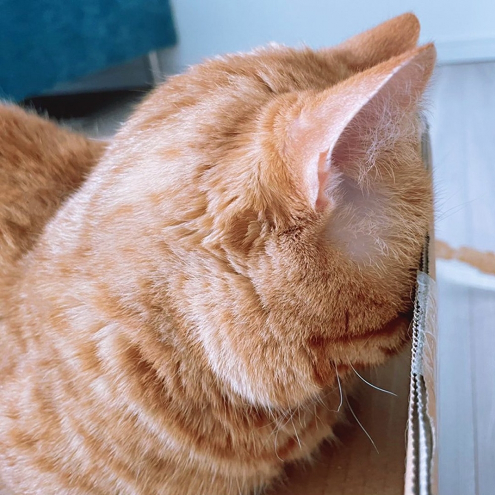 喵：「你不懂～朕是在瘦臉啦」