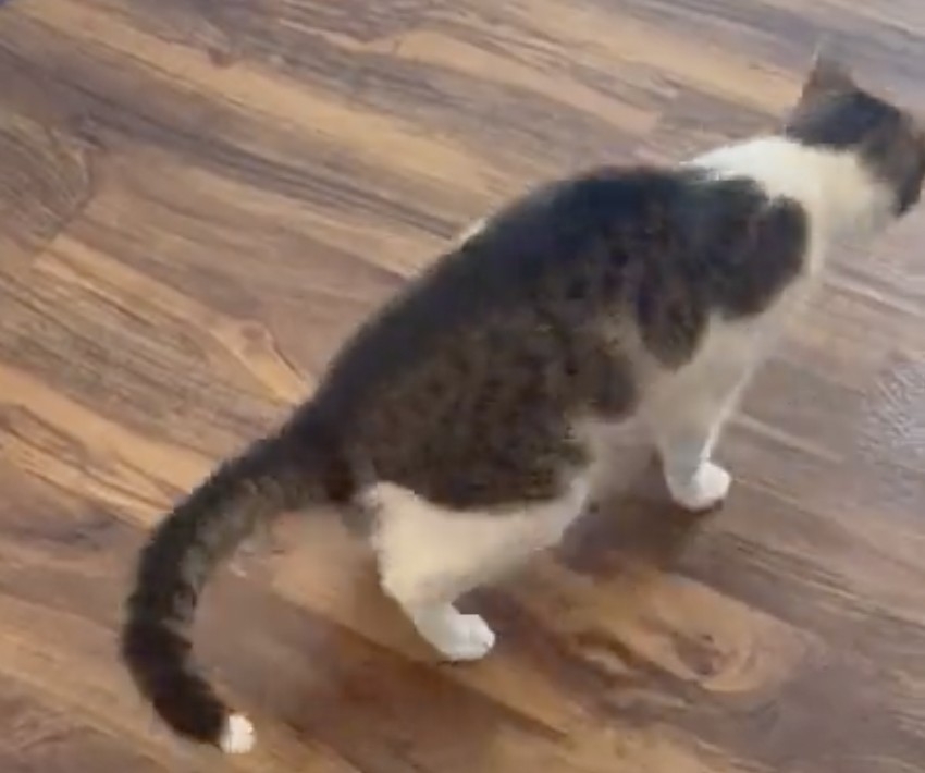 喵：這個建議可以考慮一下啦