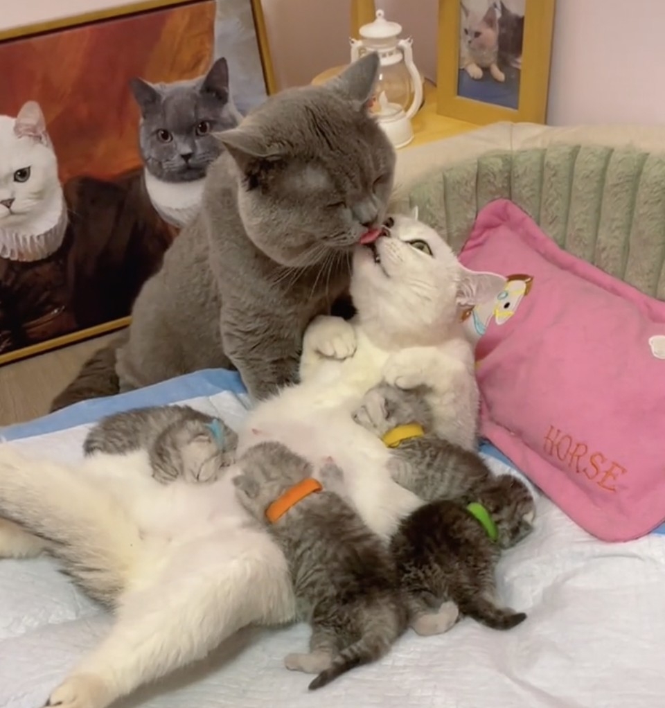 喵仔：沒眼看了（捂眼睛）