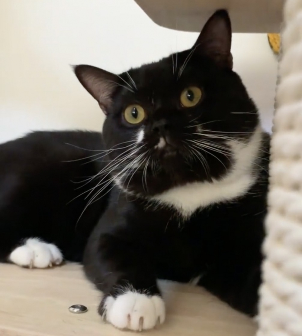 喵：看朕有耳朵喔～