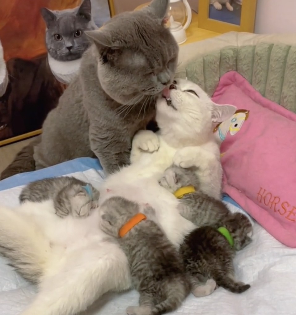 喵爸：老婆真偉大