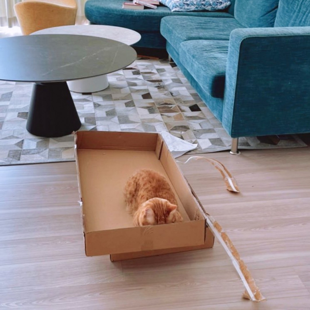 奴才：「紙箱果然是最好的補喵神器！」