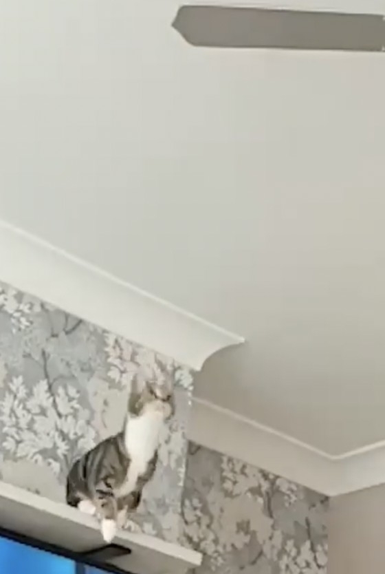 喵:超人夢就要實現啦!