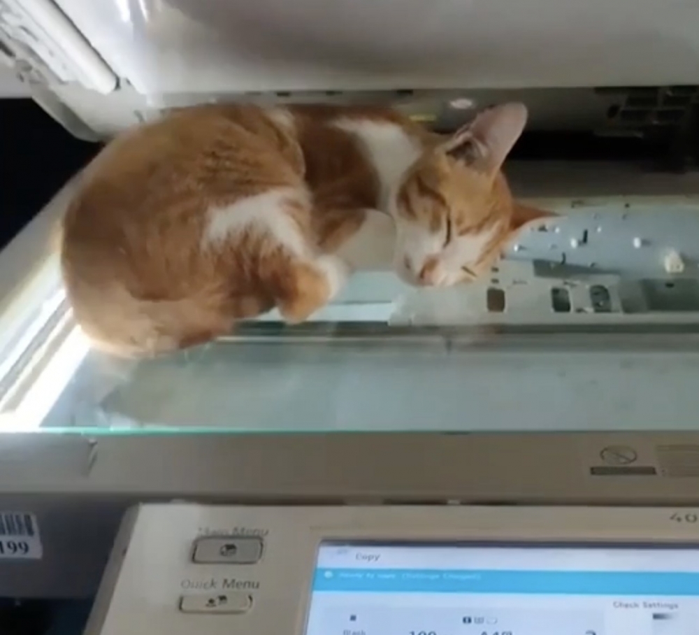 奴才：會付你貓罐頭啦～