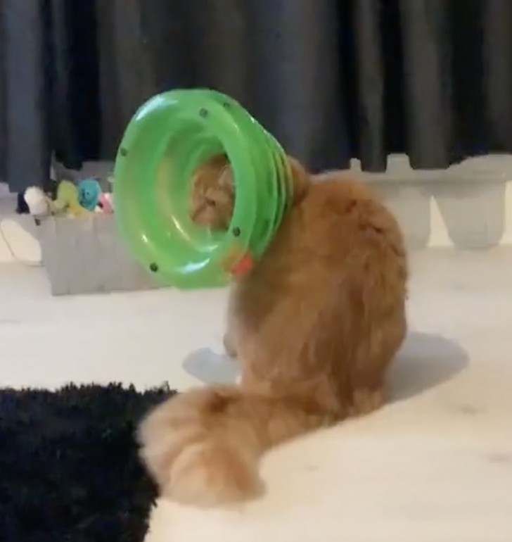 奴才：哈哈哈～來了來了